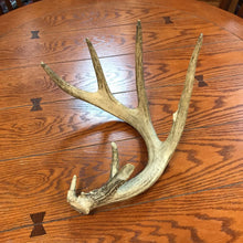 Load image into Gallery viewer, Antlers
