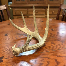 Load image into Gallery viewer, Antlers
