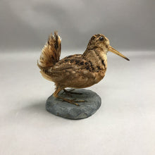 Load image into Gallery viewer, Taxidermy of A Woodcock (6")

