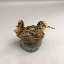 Load image into Gallery viewer, Taxidermy of A Woodcock (6")
