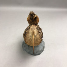 Load image into Gallery viewer, Woodcock Taxidermy (6")
