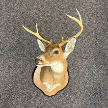 Load image into Gallery viewer, Taxidermy Buck Deer (~28x18x24)
