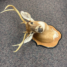 Load image into Gallery viewer, Taxidermy Buck Deer (~28x18x24)
