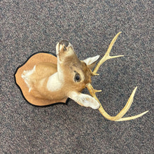 Load image into Gallery viewer, Taxidermy Buck Deer (~28x18x24)
