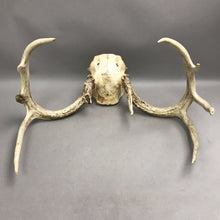 Load image into Gallery viewer, Real Whitetail Deer Antlers 8 Point Skull Cap Taxidermy Mount Hunting Decor (11x19)(As Is)
