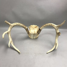 Load image into Gallery viewer, Real Whitetail Deer Antlers 8 Point Skull Cap Taxidermy Mount Hunting Decor (11x19)(As Is)
