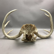 Load image into Gallery viewer, Real Whitetail Deer Antlers 8 Point Skull Cap Taxidermy Mount Hunting Decor (11x19)(As Is)

