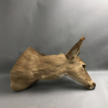 Load image into Gallery viewer, Taxidermy Doe Deer (~19x10x24)

