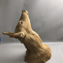 Load image into Gallery viewer, Taxidermy Doe Deer (~19x10x24)
