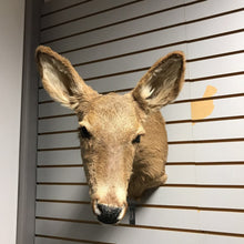 Load image into Gallery viewer, Taxidermy Doe Deer (~19x10x24)
