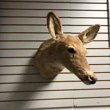 Load image into Gallery viewer, Taxidermy Doe Deer (~19x10x24)
