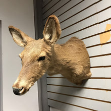 Load image into Gallery viewer, Taxidermy Doe Deer (~19x10x24)
