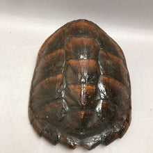 Load image into Gallery viewer, Snapping Turtle Shell Outdoors Rustic Decor (8x7)
