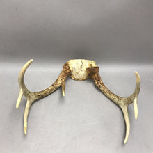 Load image into Gallery viewer, Antlers
