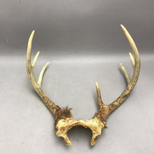 Load image into Gallery viewer, Antlers
