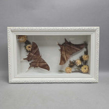 Load image into Gallery viewer, Mounted Tropical Swallowtail Moths (~2.5x14.5x9)

