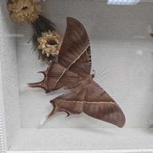 Load image into Gallery viewer, Mounted Tropical Swallowtail Moths (~2.5x14.5x9)
