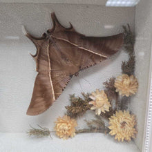 Load image into Gallery viewer, Mounted Tropical Swallowtail Moths (~2.5x14.5x9)
