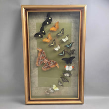 Load image into Gallery viewer, Mounted Butterfly/Moth Specimen Display (~31x19)
