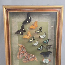 Load image into Gallery viewer, Mounted Butterfly/Moth Specimen Display (~31x19)
