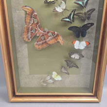 Load image into Gallery viewer, Mounted Butterfly/Moth Specimen Display (~31x19)
