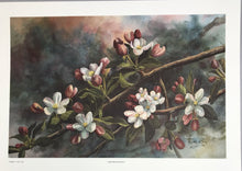 Load image into Gallery viewer, Robert A. Tino &quot;Crab Apple Bouquet&quot; Numbered &amp; Signed Print (12x17)
