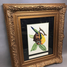 Load image into Gallery viewer, Framed Jean-Theodore Descourtilz Hand-Colored Bird Lithograph - &quot;Perruche Guarouba (Golden Parakeet)&quot; (30x26)
