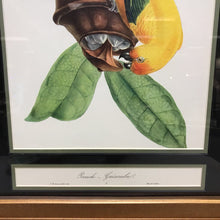 Load image into Gallery viewer, Framed Jean-Theodore Descourtilz Hand-Colored Bird Lithograph - &quot;Perruche Guarouba (Golden Parakeet)&quot; (30x26)

