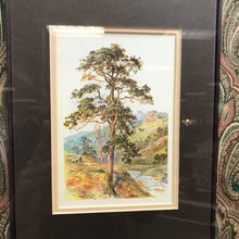 Load image into Gallery viewer, Framed Art w/ 2 Vintage Prints - Scotch Fir (Boulger) and Fir Pine Cone (Boot) (35x26)

