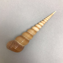 Load image into Gallery viewer, Terebra Sea Shell (5.25&quot;)
