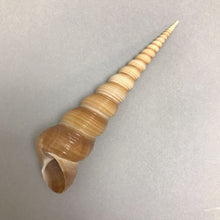 Load image into Gallery viewer, Terebra Sea Shell (5.25&quot;)
