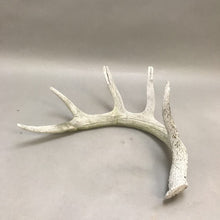 Load image into Gallery viewer, Deer Antler 5pt. (14&quot;)
