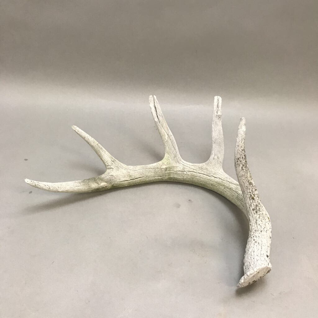 Deer Antler 5pt. (14