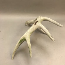 Load image into Gallery viewer, Deer Antler 5pt. (14&quot;)
