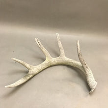 Load image into Gallery viewer, Deer Antler 5pt. (14&quot;)
