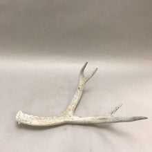 Load image into Gallery viewer, Deer / Elk Antler 4pt. (18&quot;)
