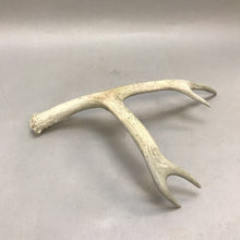 Load image into Gallery viewer, Deer / Elk Antler 4pt. (18&quot;)
