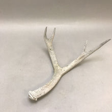 Load image into Gallery viewer, Deer / Elk Antler 4pt. (18&quot;)
