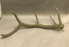 Load image into Gallery viewer, Deer / Elk Antler 5pt. (33&quot;)
